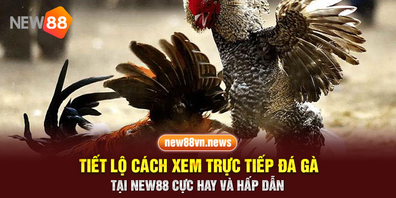 Tiết lộ cách xem trực tiếp đá gà tại new88 cực hay và hấp dẫn